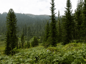 Siberian Woods. Image links to event page.