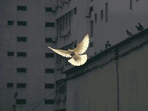 Image of a dove. Image links to event page.